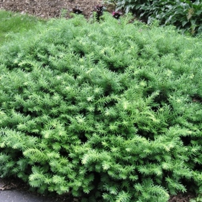 'Densiformis' Yew - Taxus x media from Winding Creek Nursery