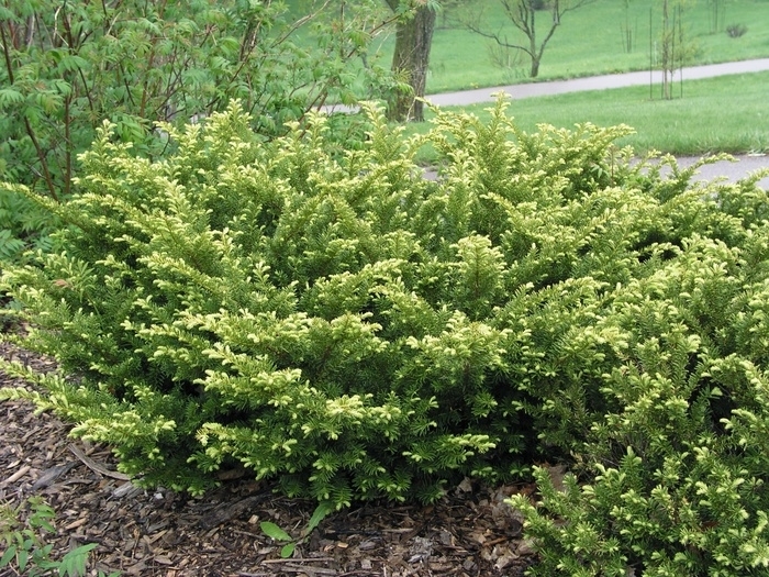 'Tauntonii' Yew - Taxus x media from Winding Creek Nursery