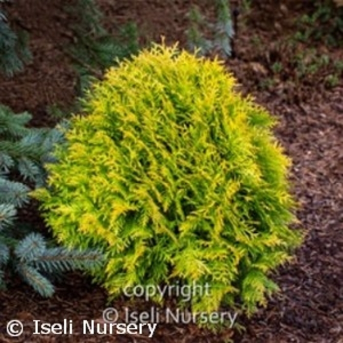 'Autumn Moon' Arborvitae - Thuja occidentalis from Winding Creek Nursery