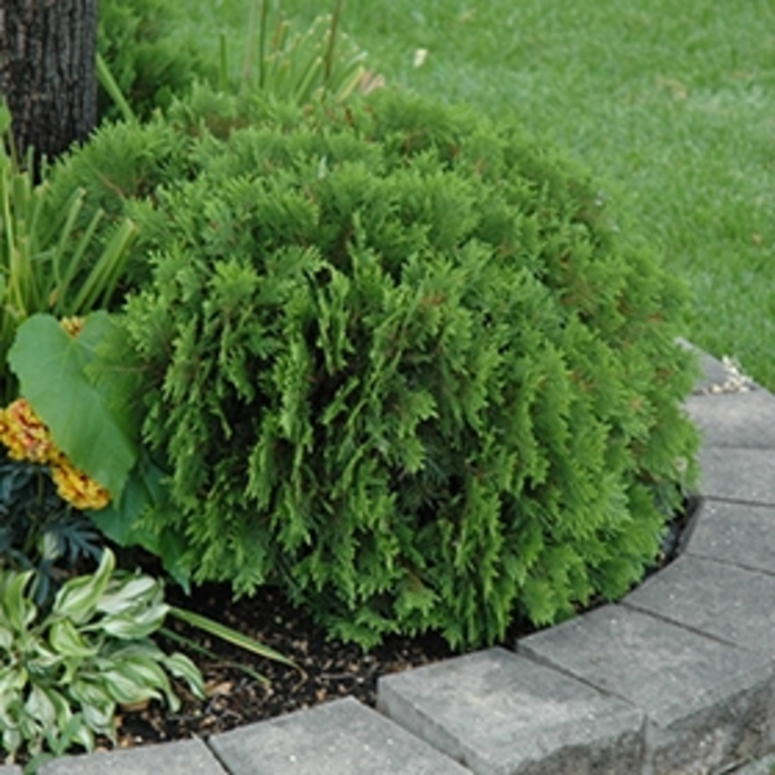 'Danica' Arborvitae - Thuja occidentalis from Winding Creek Nursery