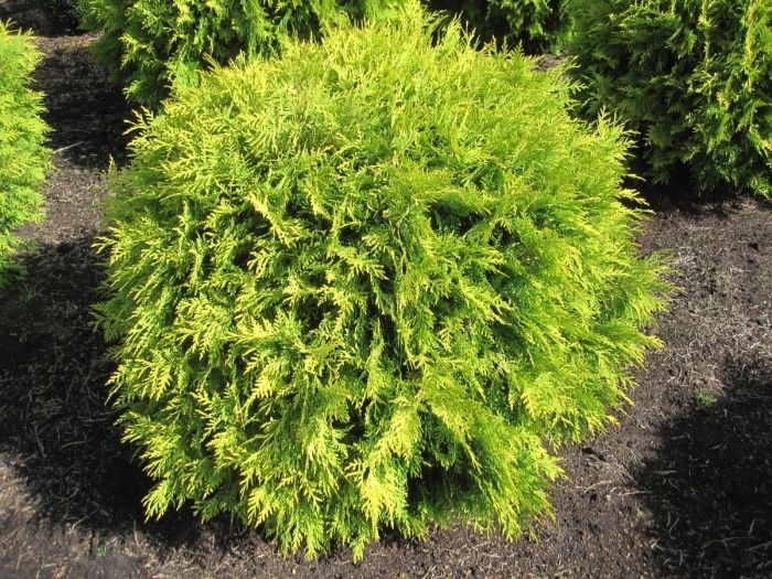 'Golden Globe (Aurea)' Arborvitae - Thuja occidentalis from Winding Creek Nursery