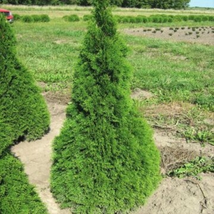 'Holmstrup' Arborvitae - Thuja occidentalis from Winding Creek Nursery