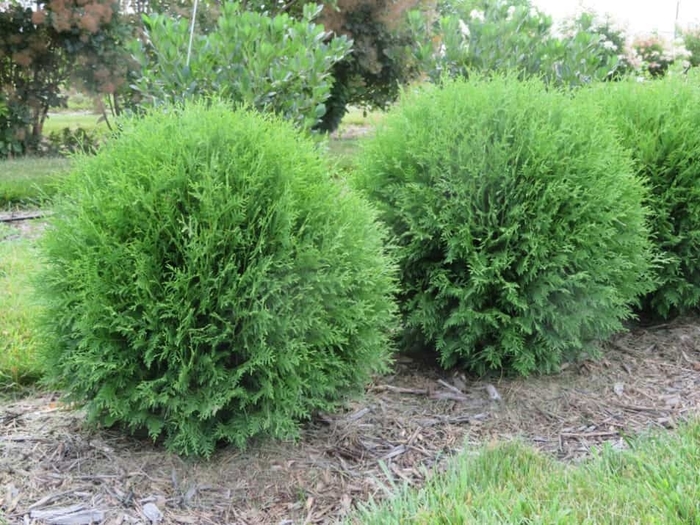 'Little Giant' Arborvitae - Thuja occidentalis from Winding Creek Nursery