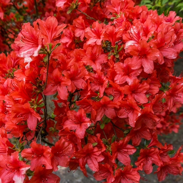 'Girard's Hot Shot' Azalea - Rhododendron from Winding Creek Nursery