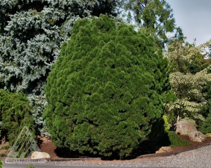 'Big Tuna' Mugo Pine - Pinus mugo from Winding Creek Nursery