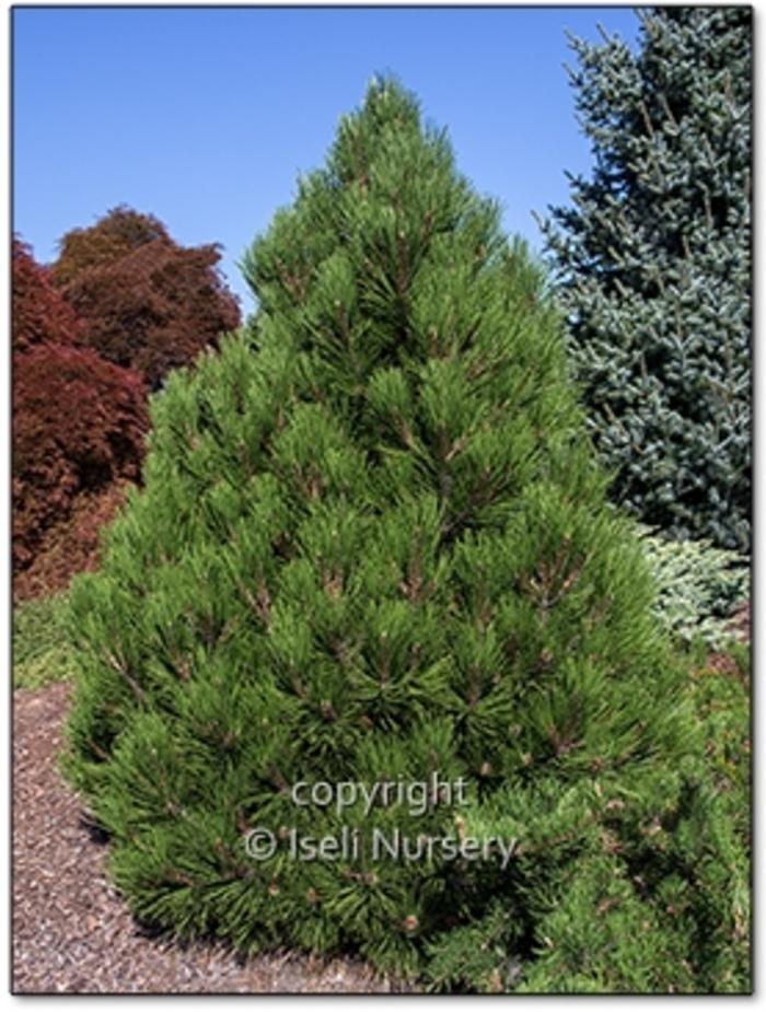 'Mint Truffle' Bosnian Pine - Pinus heldreichii (leucodermis) from Winding Creek Nursery