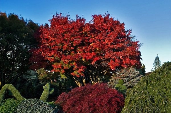 'Tobiosho' Japanese Maple - Acer palmatum from Winding Creek Nursery