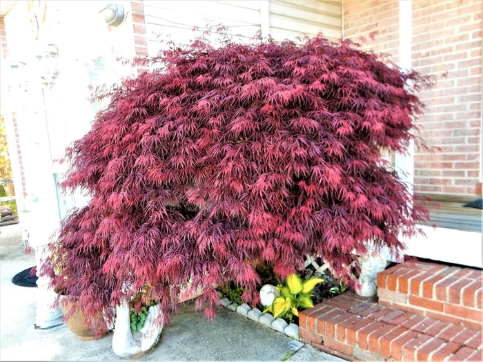 'Red Dragon' Japanese Maple - Acer palmatum var. dissectum from Winding Creek Nursery