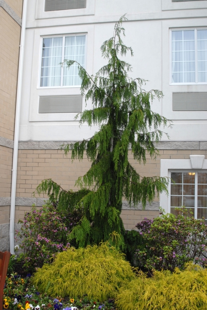 'Glauca Pendula' Weeping Nootka Falsecypress - Chamaecyparis nootkatensis from Winding Creek Nursery