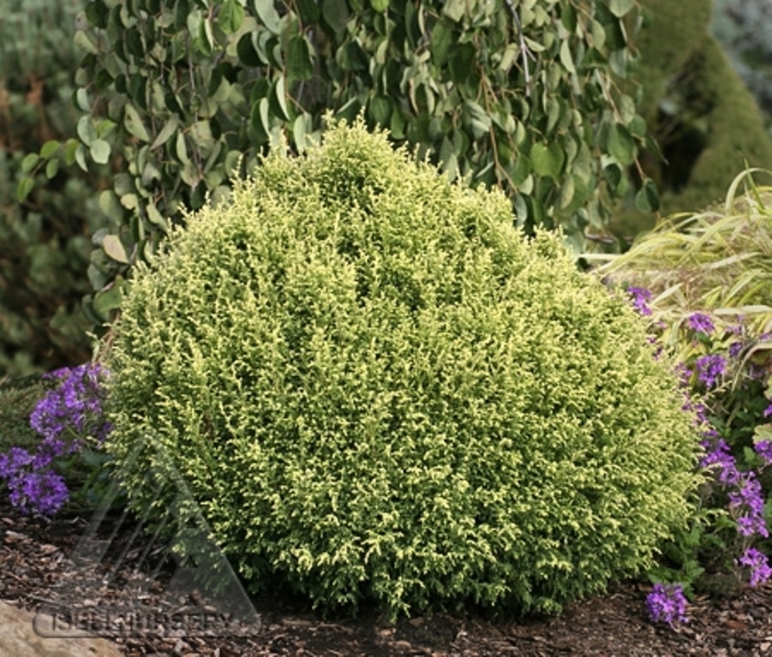 'Cream Ball' Falsecypress - Chamaecyparis pisifera from Winding Creek Nursery