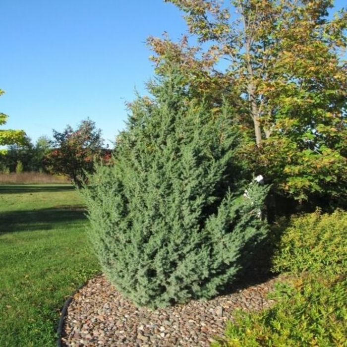 'Star Power®' Juniper - Juniperus from Winding Creek Nursery