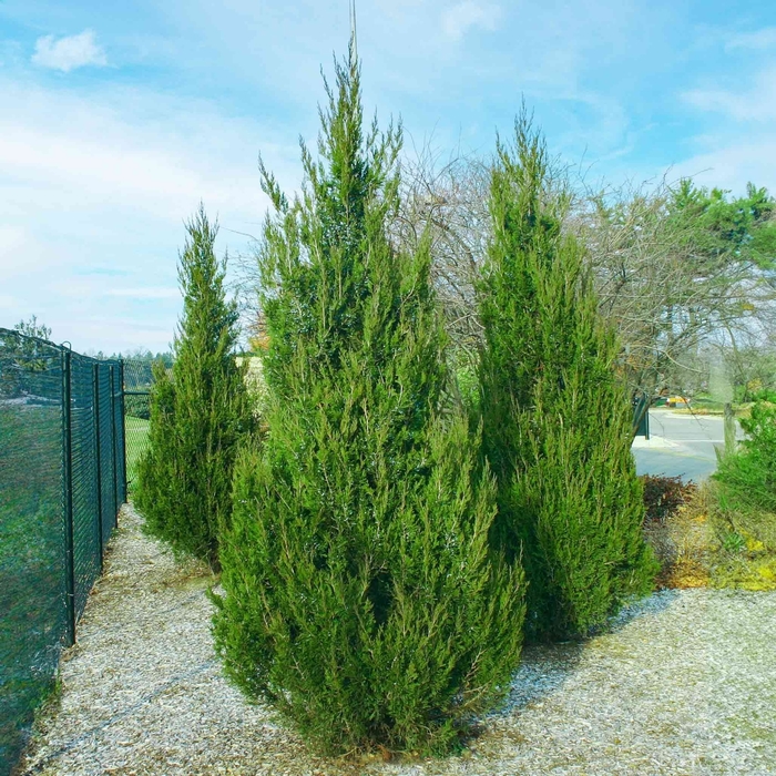 'Spartan' Juniper - Juniperus chinensis from Winding Creek Nursery