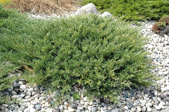 'Plumosa Compacta' Andorra Juniper - Juniperus horizontalis from Winding Creek Nursery