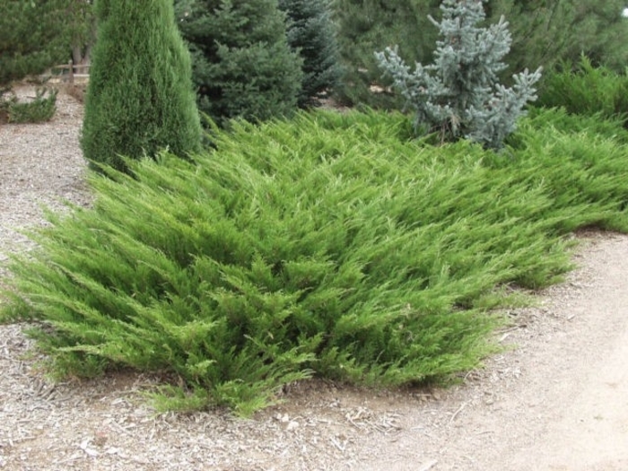 'Arcadia' Juniper - Juniperus sabina from Winding Creek Nursery