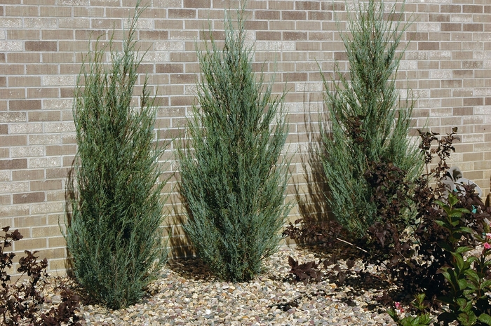 'Blue Arrow' Juniper - Juniperus scopulorum from Winding Creek Nursery