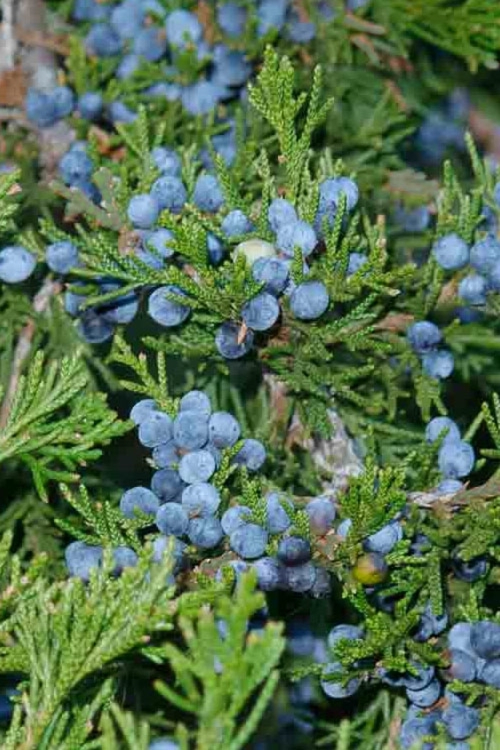 'Canaerti' Juniper - Juniperus virginiana from Winding Creek Nursery