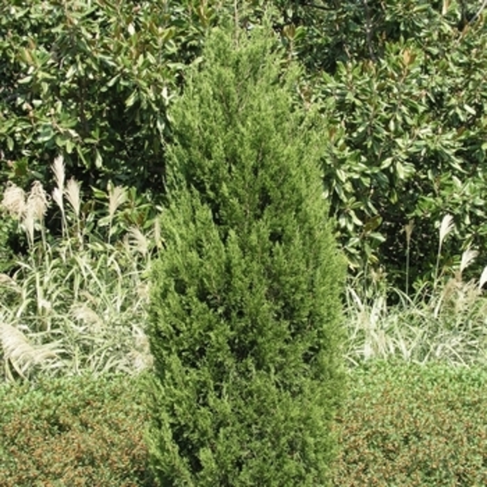 'Emerald Feather™' Juniper - Juniperus virginiana from Winding Creek Nursery