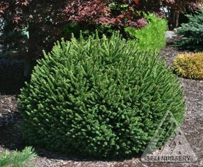 'Pumila' Dwarf Spruce - Picea abies from Winding Creek Nursery