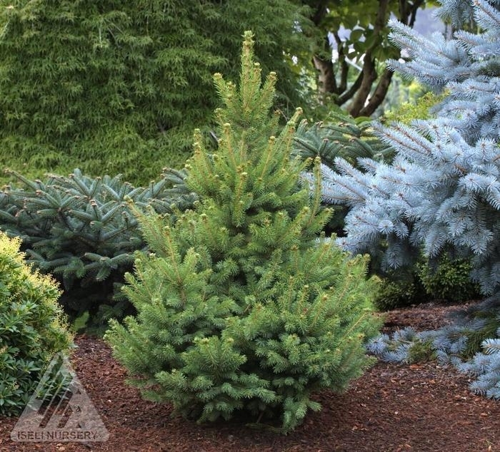 'North Star' White Spruce - Picea glauca from Winding Creek Nursery