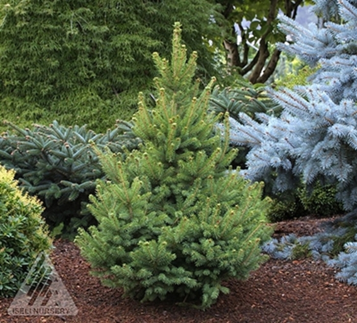 Little Dipper Alberta Spruce - Picea glauca '‘Little Dipper’' from Winding Creek Nursery