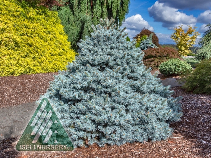 'Zafiro' Blue Spruce - Picea pungens from Winding Creek Nursery