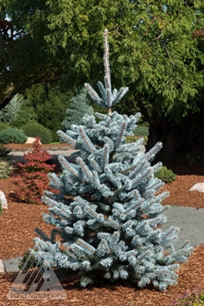 Monty® Blue Spruce - Picea pungens 'Monty®' from Winding Creek Nursery