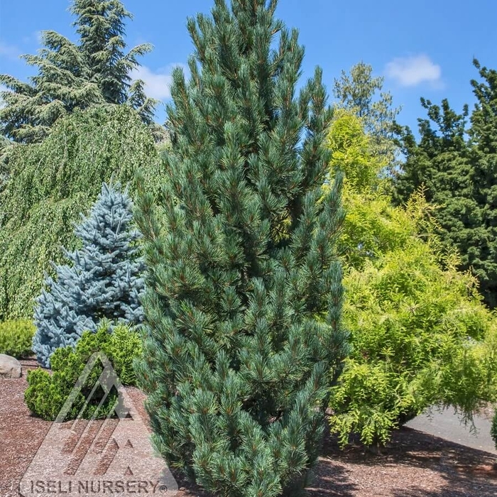 'Prairie Statesman®' Swiss Stone Pine - Pinus cembra from Winding Creek Nursery