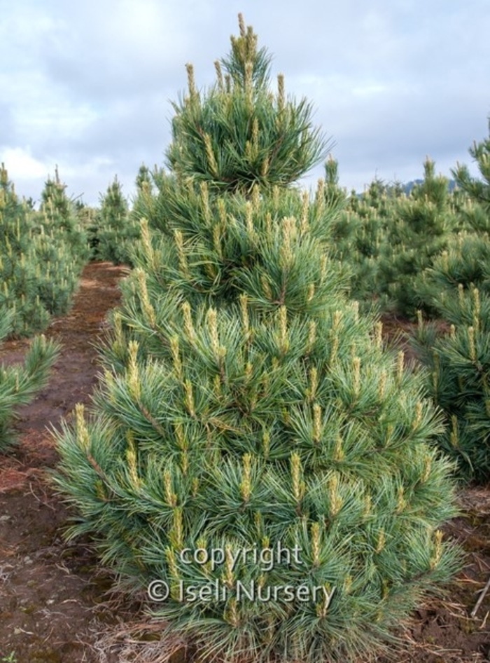 Westerstede Swiss Stone Pine - Pinus cembra '‘Westerstede’' from Winding Creek Nursery