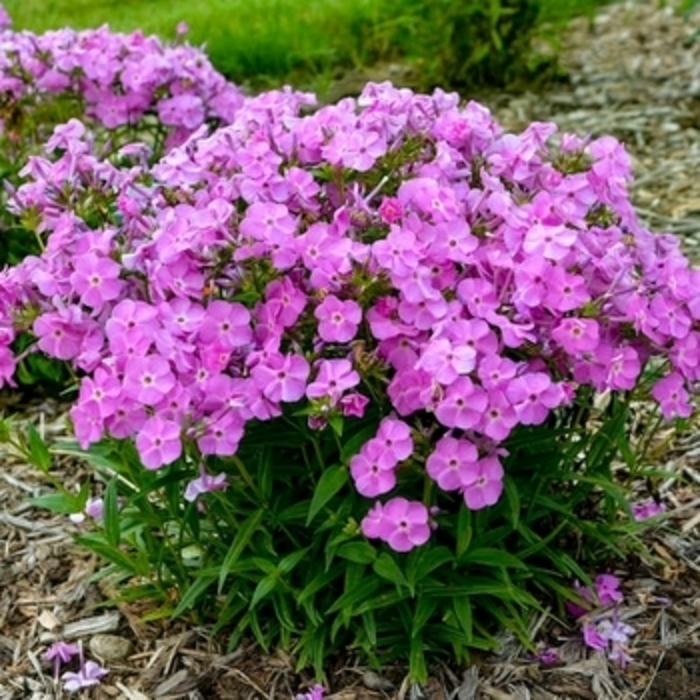 'Woodlander Pink' - Phlox from Winding Creek Nursery