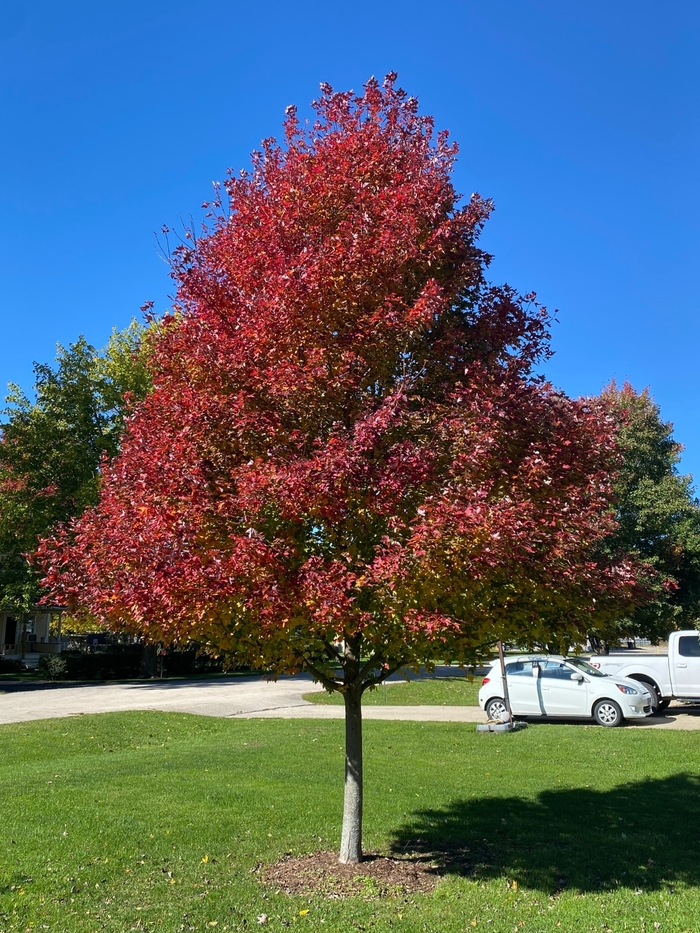 'Redpointe®' Maple - Acer rubrum from Winding Creek Nursery