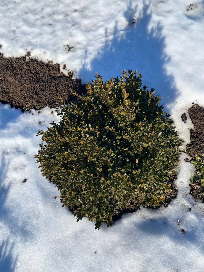 'Green Velvet' Boxwood - Buxus from Winding Creek Nursery