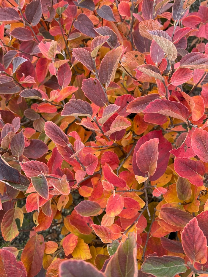 'Legend of the Small®' Bottlebrush - Fothergilla x intermedia from Winding Creek Nursery