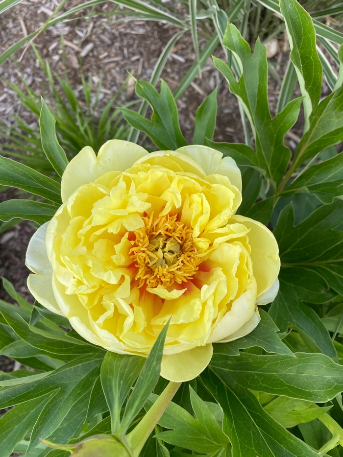 'Bartzella' Itoh Peony - Paeonia from Winding Creek Nursery