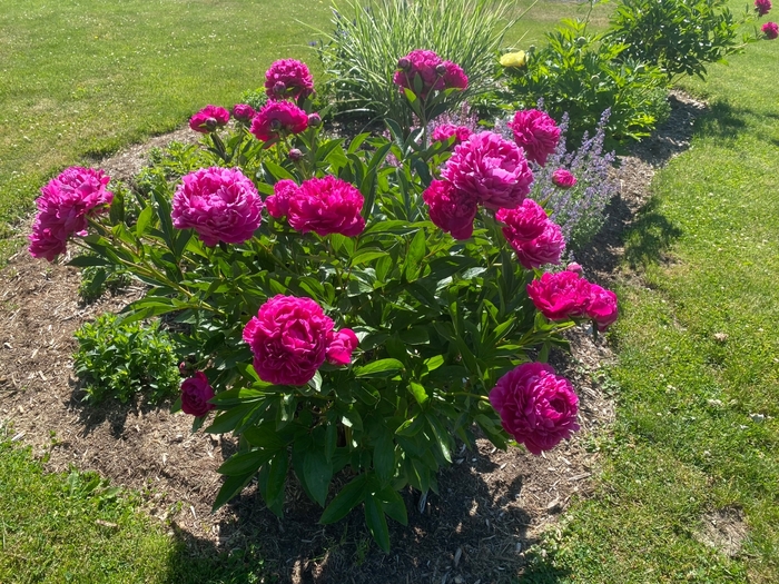 'Karl Rosenfeld' Peony - Paeonia lactiflora from Winding Creek Nursery