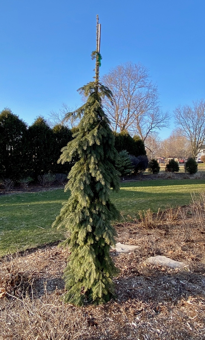 'Pendula' Weeping White Spruce - Picea glauca from Winding Creek Nursery