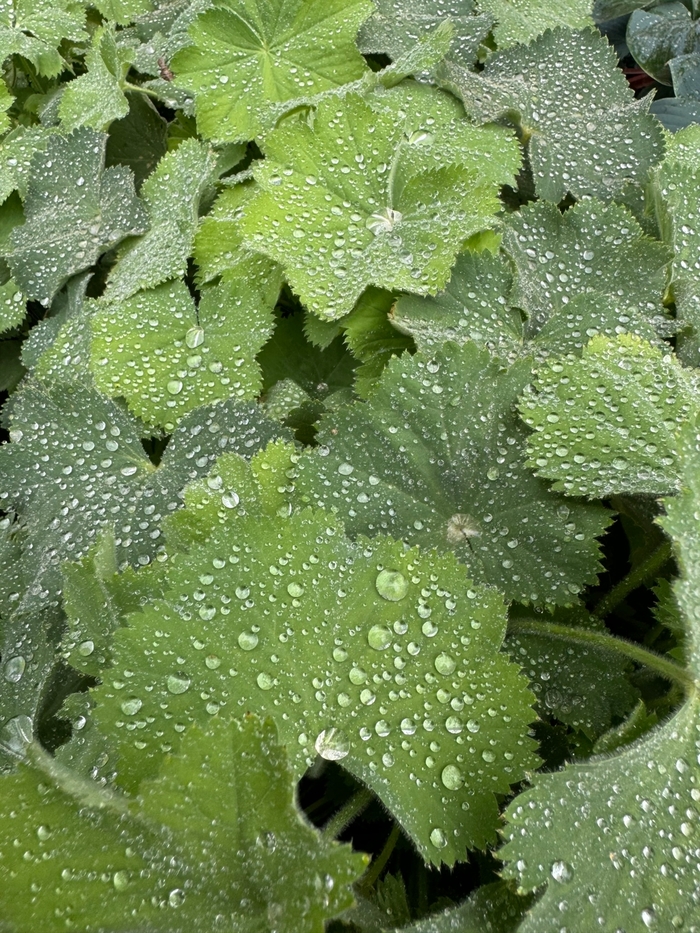 'Thriller' Lady's Mantle - Alchemilla mollis from Winding Creek Nursery