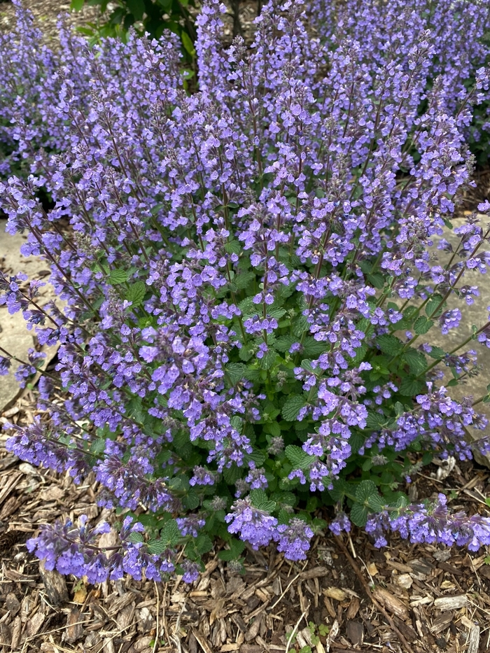 'Cat's Pajamas' Catmint - Nepeta from Winding Creek Nursery