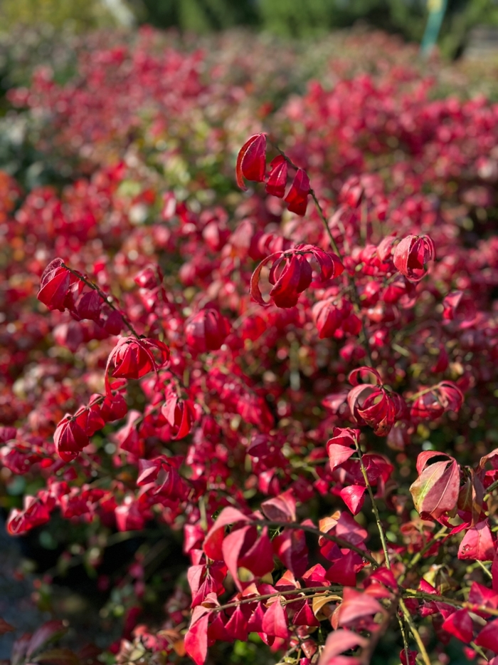 'Compactus' Winged Burning Bush - Euonymus alatus from Winding Creek Nursery