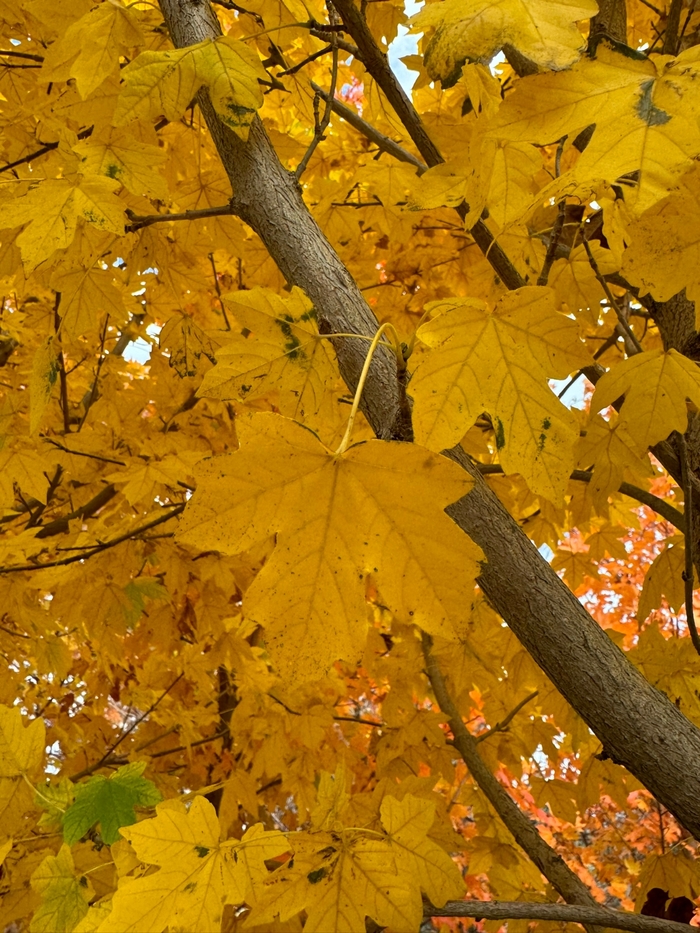 'State Street®' Miyabe Maple - Acer miyabei from Winding Creek Nursery