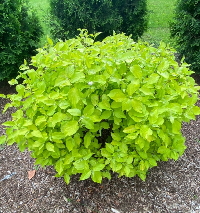 'Neon Burst™' Dogwood - Cornus alba from Winding Creek Nursery