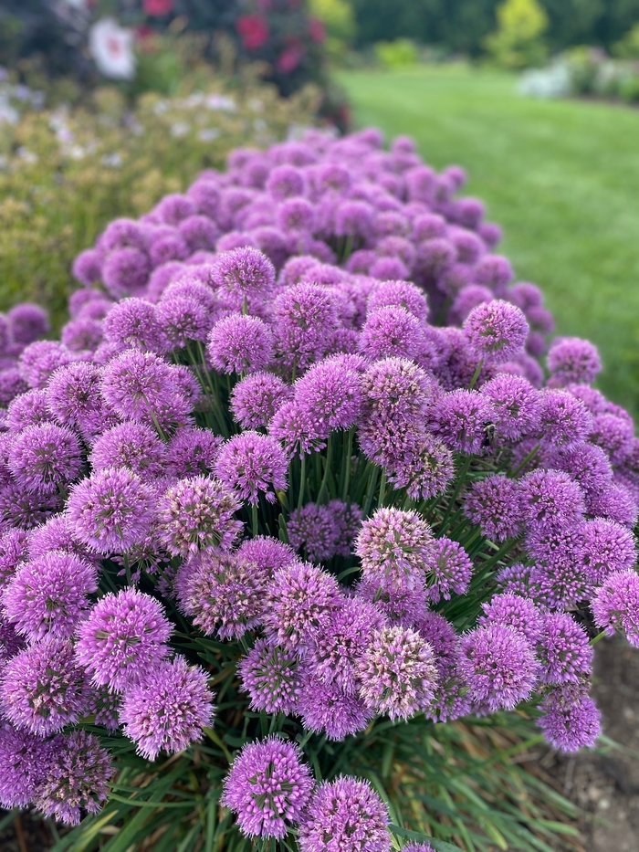 'Serendipity' Ornamental Onion - Allium from Winding Creek Nursery