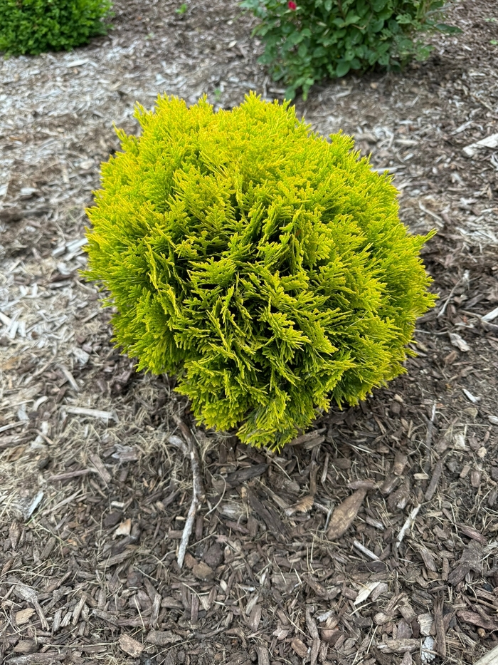 'Anna's Magic Ball®' Arborvitae - Thuja occidentalis from Winding Creek Nursery