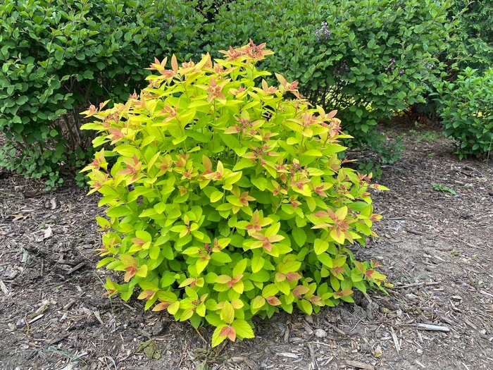 Double Play ''Big Bang®'' - Spiraea (Spirea) from Winding Creek Nursery