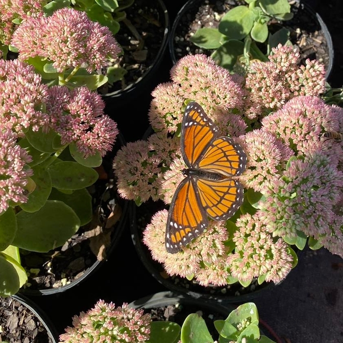 'Autumn Joy' Stonecrop - Sedum spectabile from Winding Creek Nursery