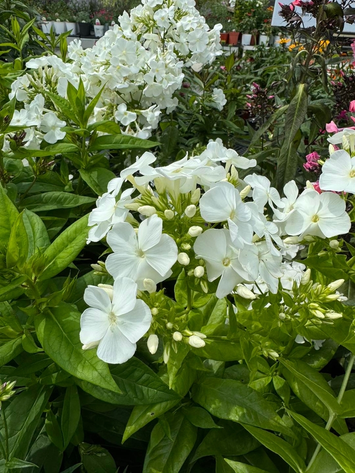 Flame™ 'White Flame®' - Phlox paniculata (Garden Phlox) from Winding Creek Nursery