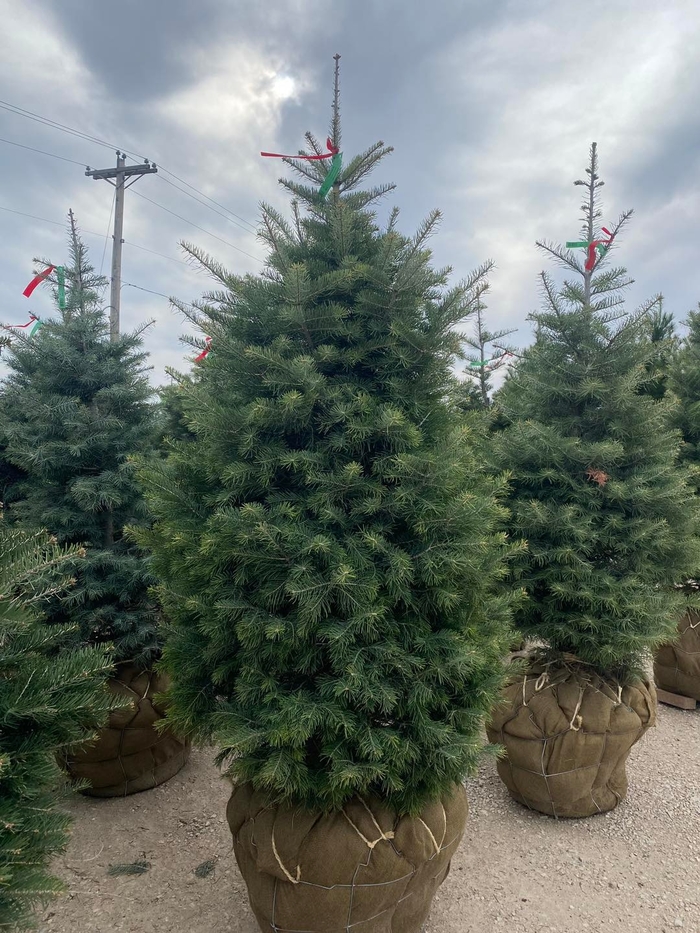 Concolor Fir - Abies concolor from Winding Creek Nursery