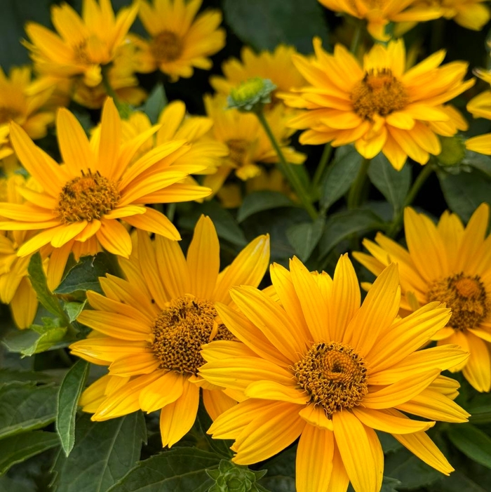 'Tuscan Gold™' False Sunflower - Heliopsis helianthoides from Winding Creek Nursery