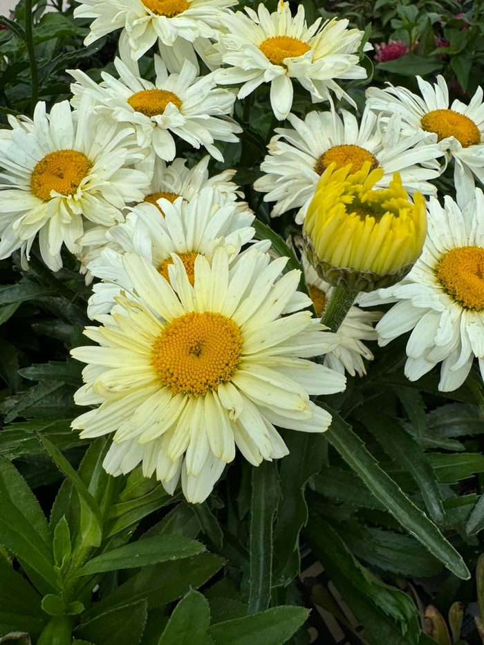 Amazing Daisies® 'Banana Cream II' - Leucanthemum x superbum (Shasta Daisy) from Winding Creek Nursery