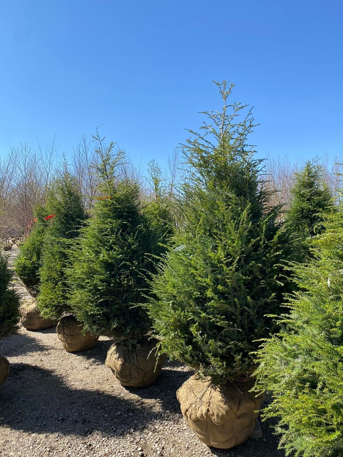 Canadian Hemlock - Tsuga canadensis from Winding Creek Nursery