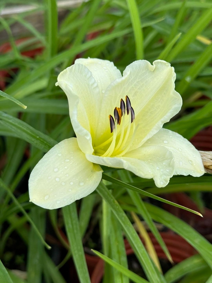 'Sunday Gloves' Daylily - Hemerocallis from Winding Creek Nursery